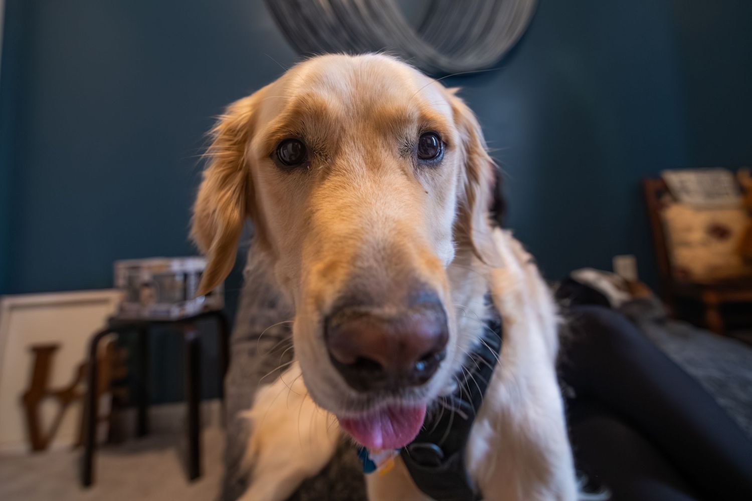 Close-up of a friendly golden retriever with tongue out, standing in a cozy blue-walled living room.