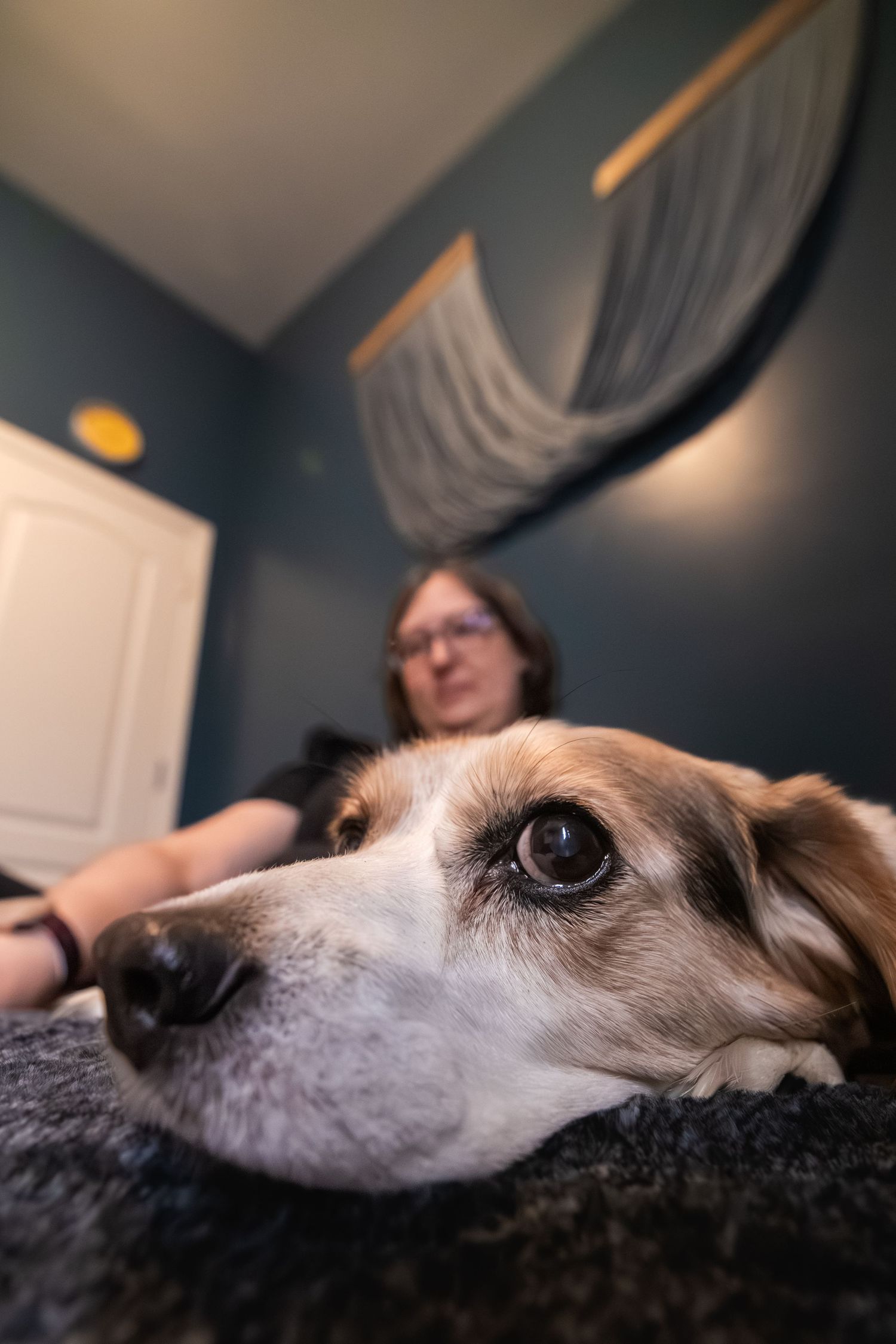 A dog rests its chin on a gray blanket in the foreground while a person sits in a teal bedroom in the background.