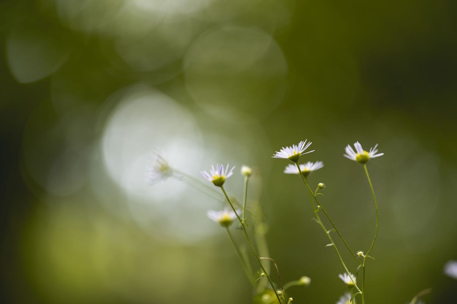 Delicate white daisy wildflowers with yellow centers bloom against a soft green bokeh background in natural sunlight.