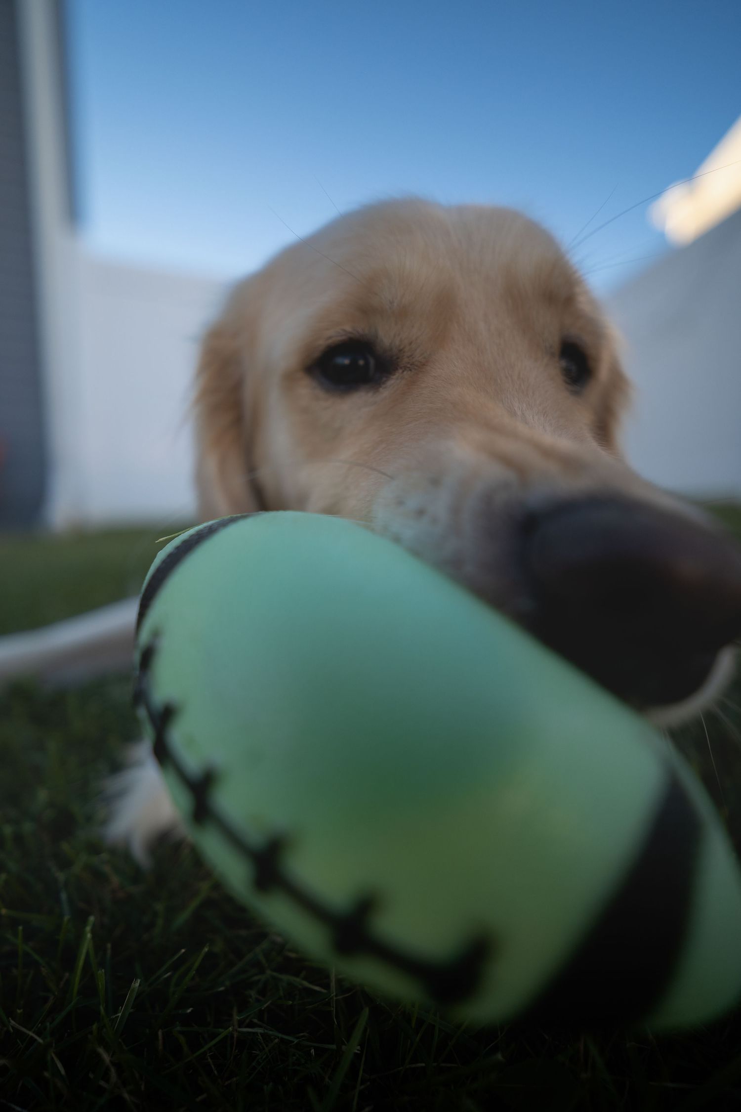 Golden retriever dog playing with a green football toy on grass in a sunny backyard.