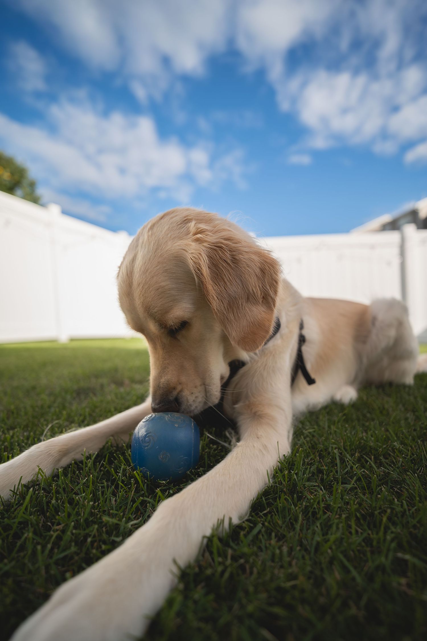 Golden Retriever puppy chewing a blue ball on green grass in a fenced backyard under a blue sky.