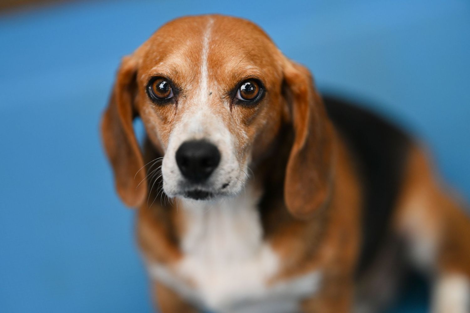 Close-up portrait of a Beagle dog with soulful brown eyes and white and brown fur against a blue background.
