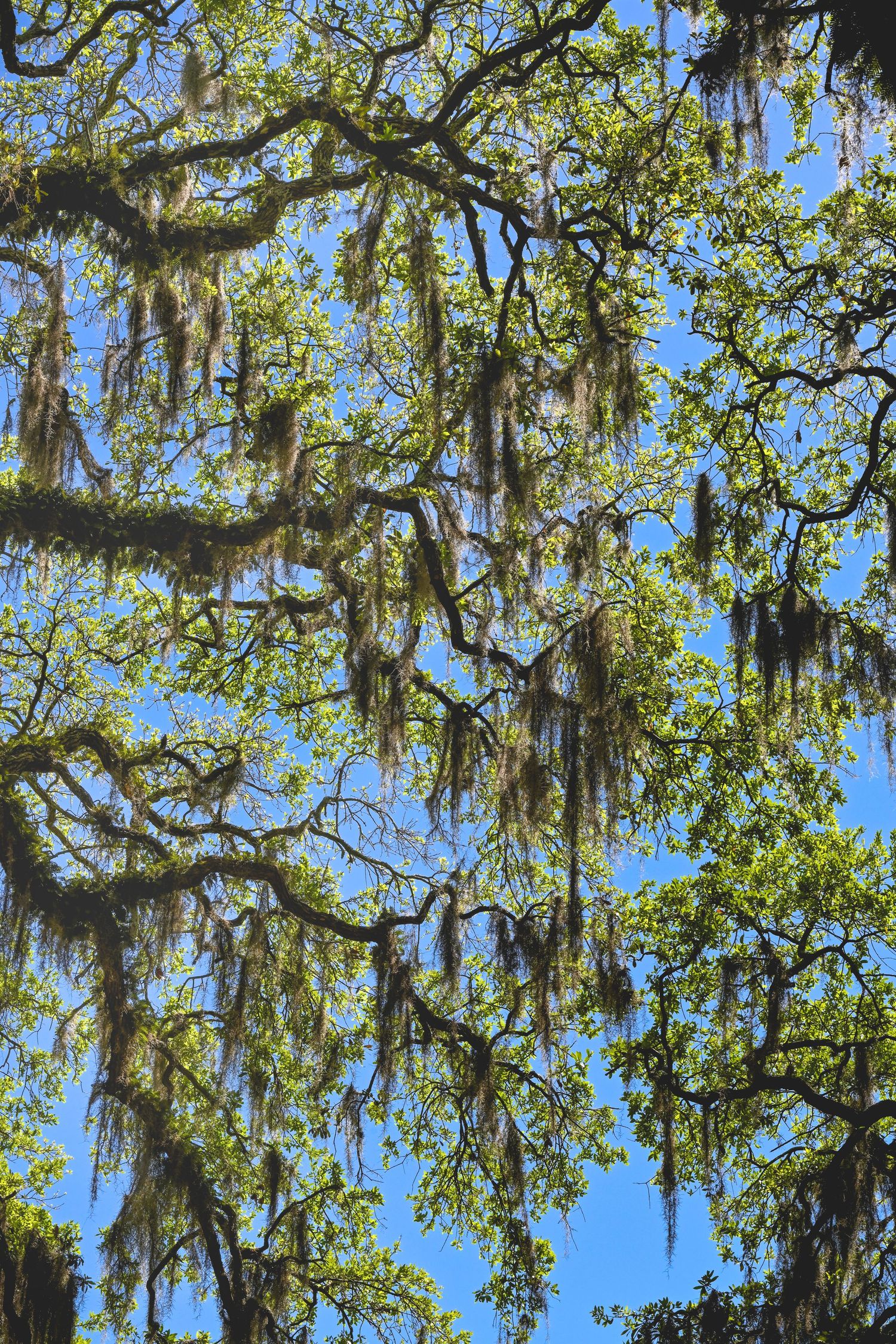 Live oak trees draped with Spanish moss against a bright blue sky in the American South.