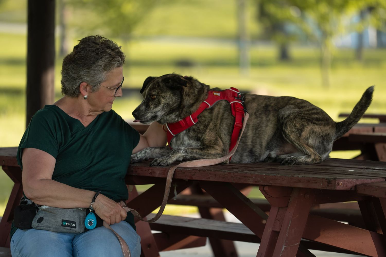 Woman sitting at a picnic table interacting with a brindle dog wearing a red harness in a park.