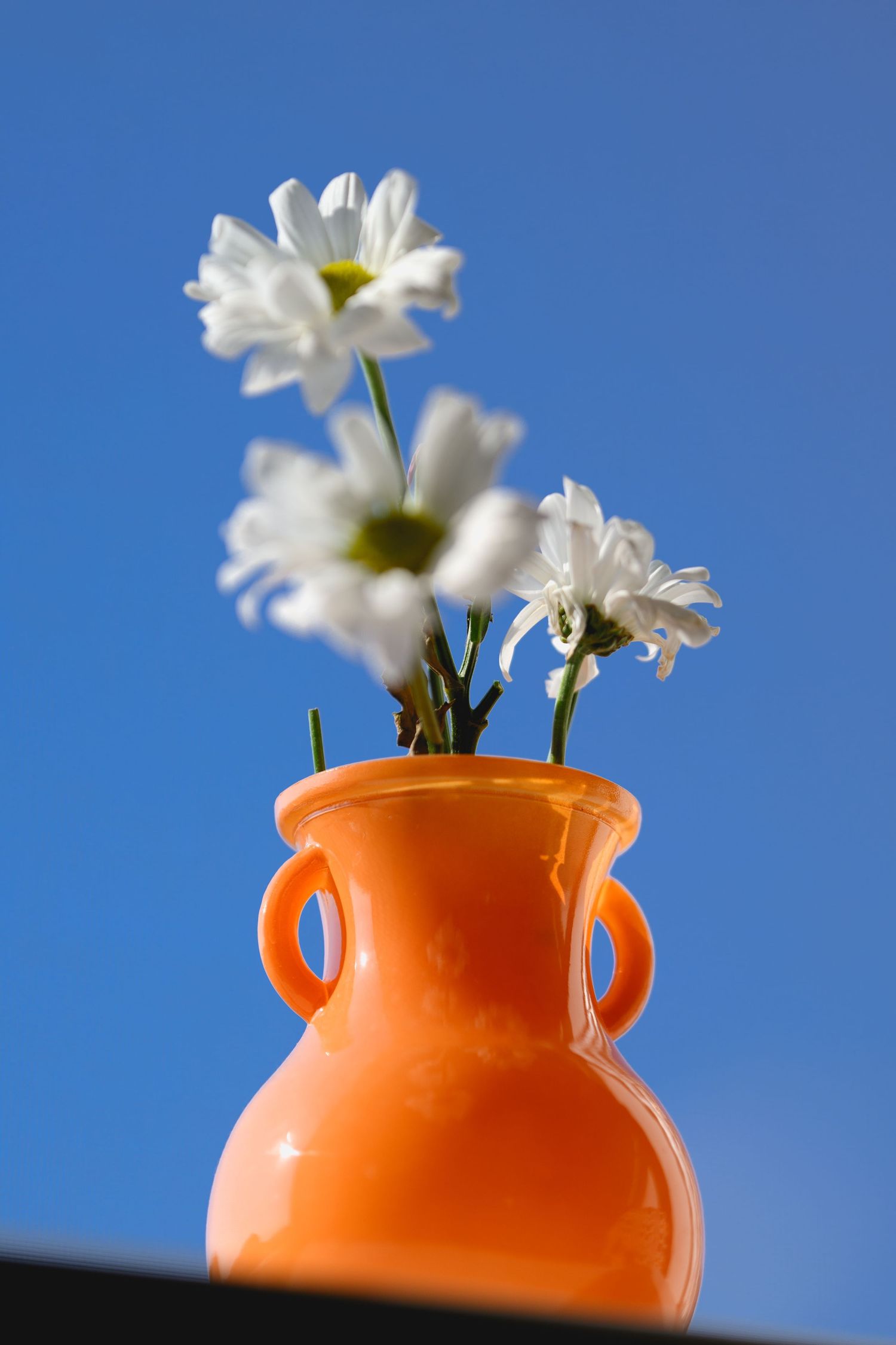 White daisies in an orange ceramic vase against a clear blue sky.
