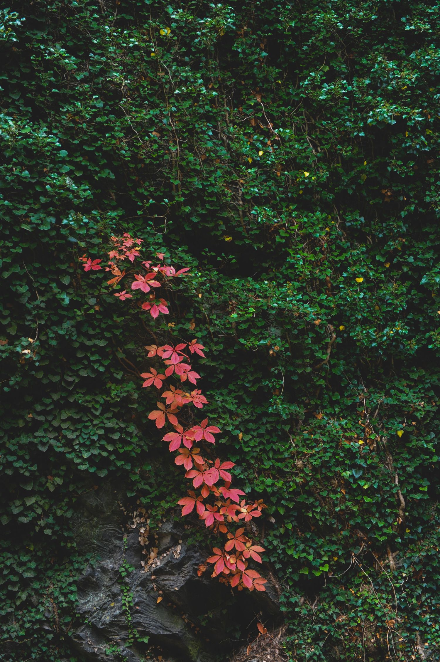 Red autumn vine climbing over lush green ivy wall with rocky base, showcasing vibrant fall foliage contrast.