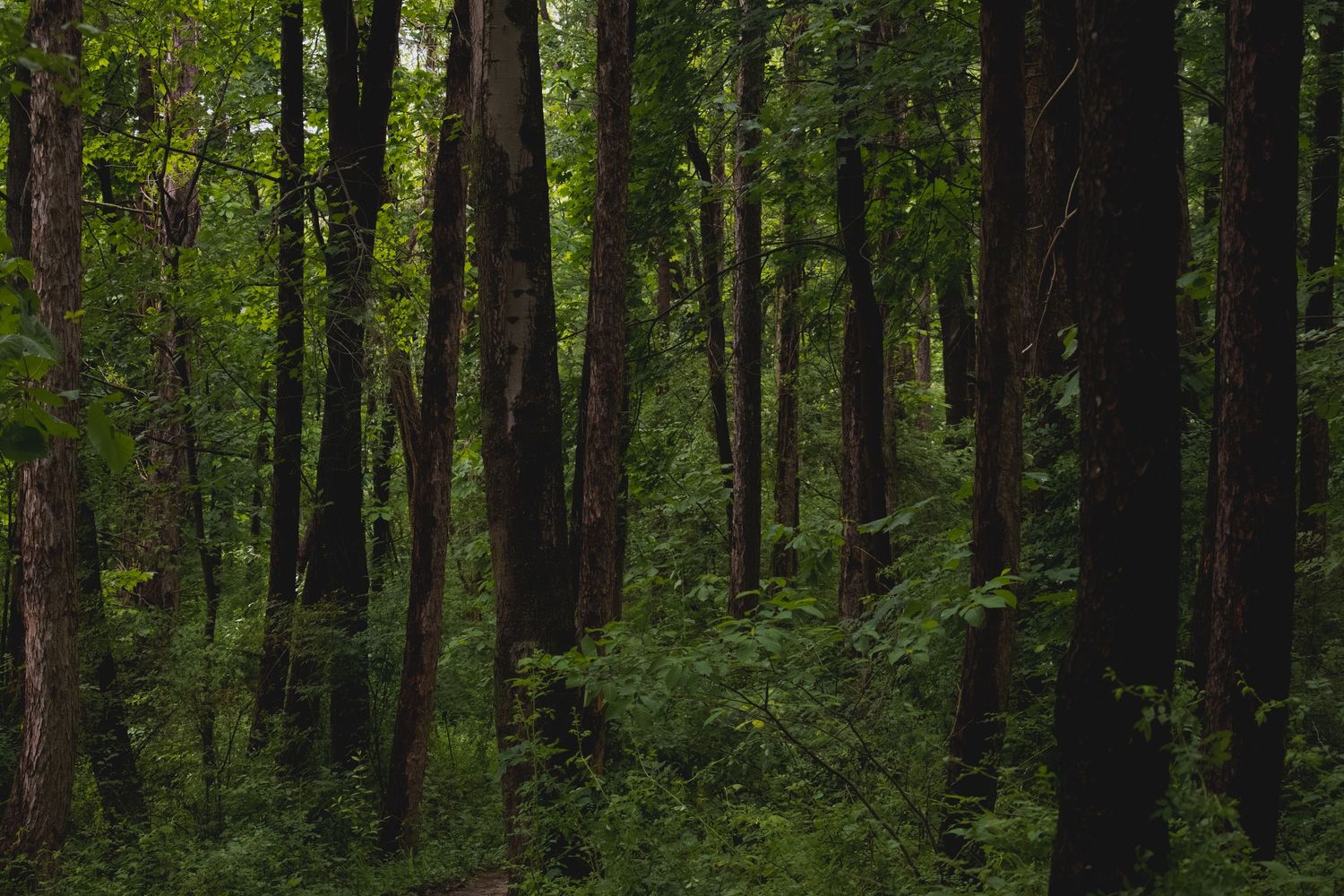 Dense green forest with tall dark tree trunks and lush undergrowth in a serene woodland setting.