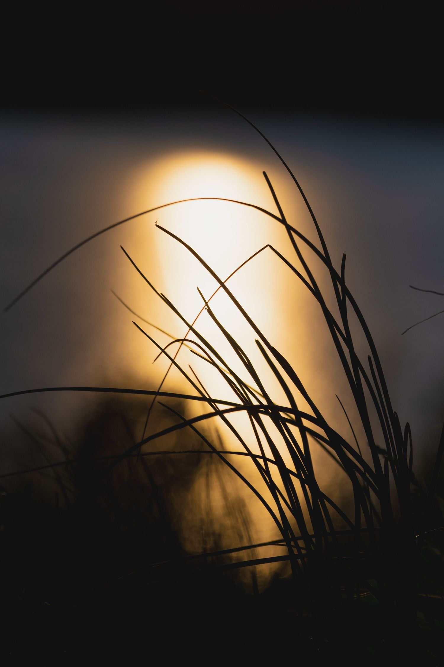 Silhouette of tall grass blades against a glowing golden sunset reflected on calm water in a dark moody landscape.