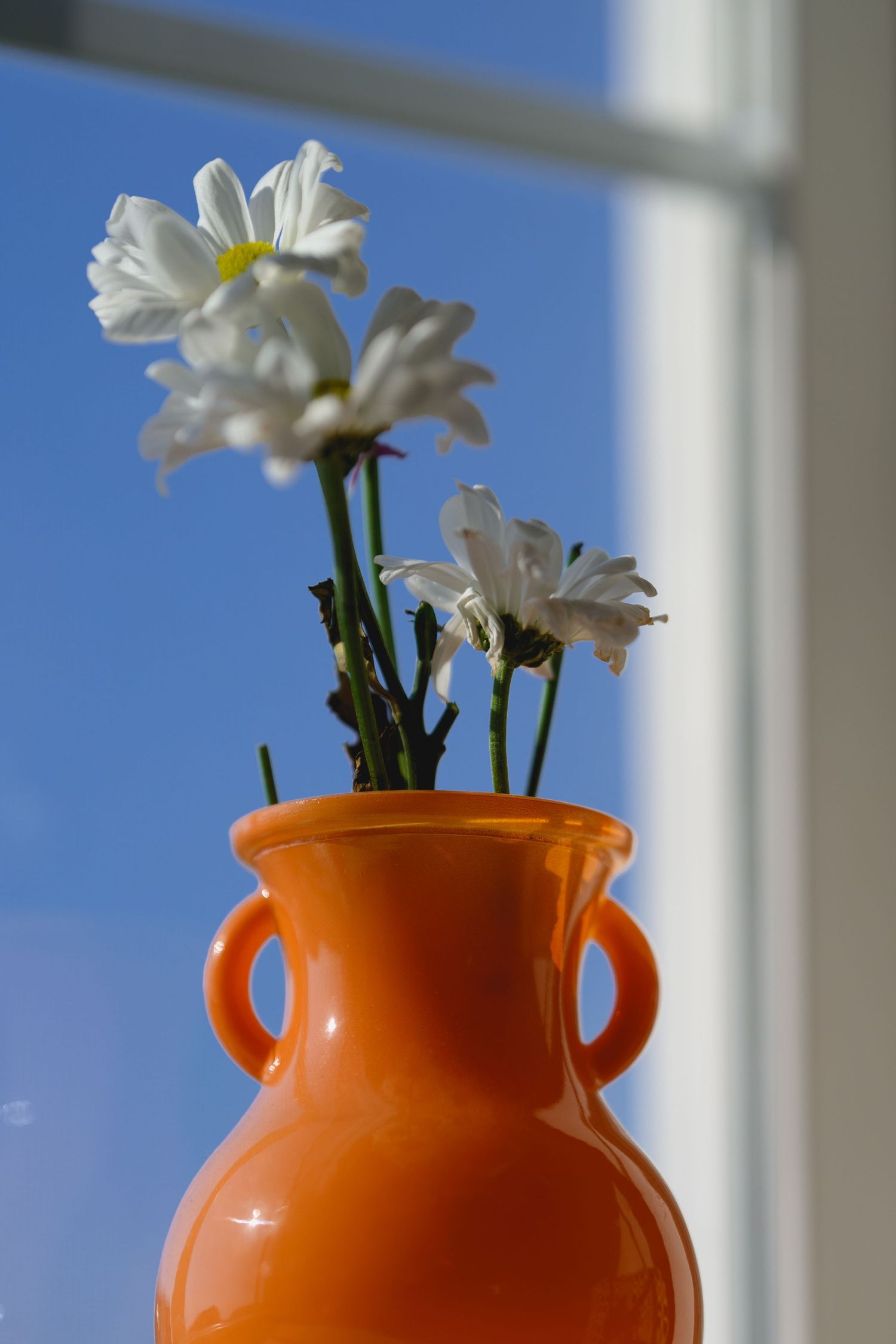 White daisies in an orange ceramic vase on a windowsill with blue sky background.
