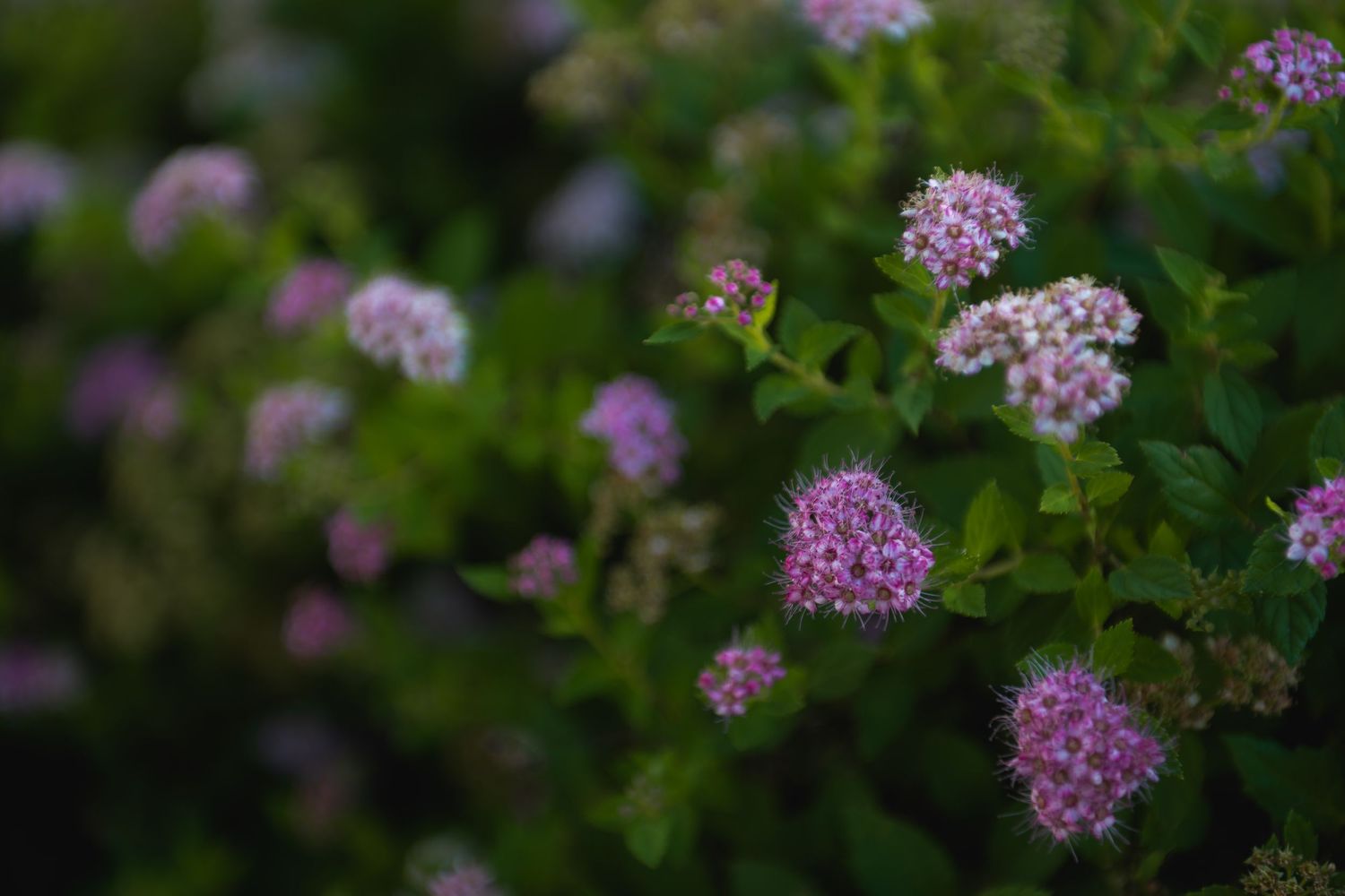 Close-up of blooming pink and white spirea shrub with lush green leaves in soft natural light.