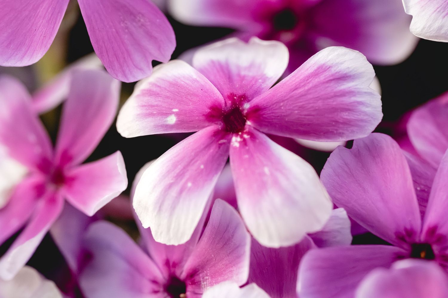 Close-up of vibrant pink phlox flowers with white centers blooming against a dark background.