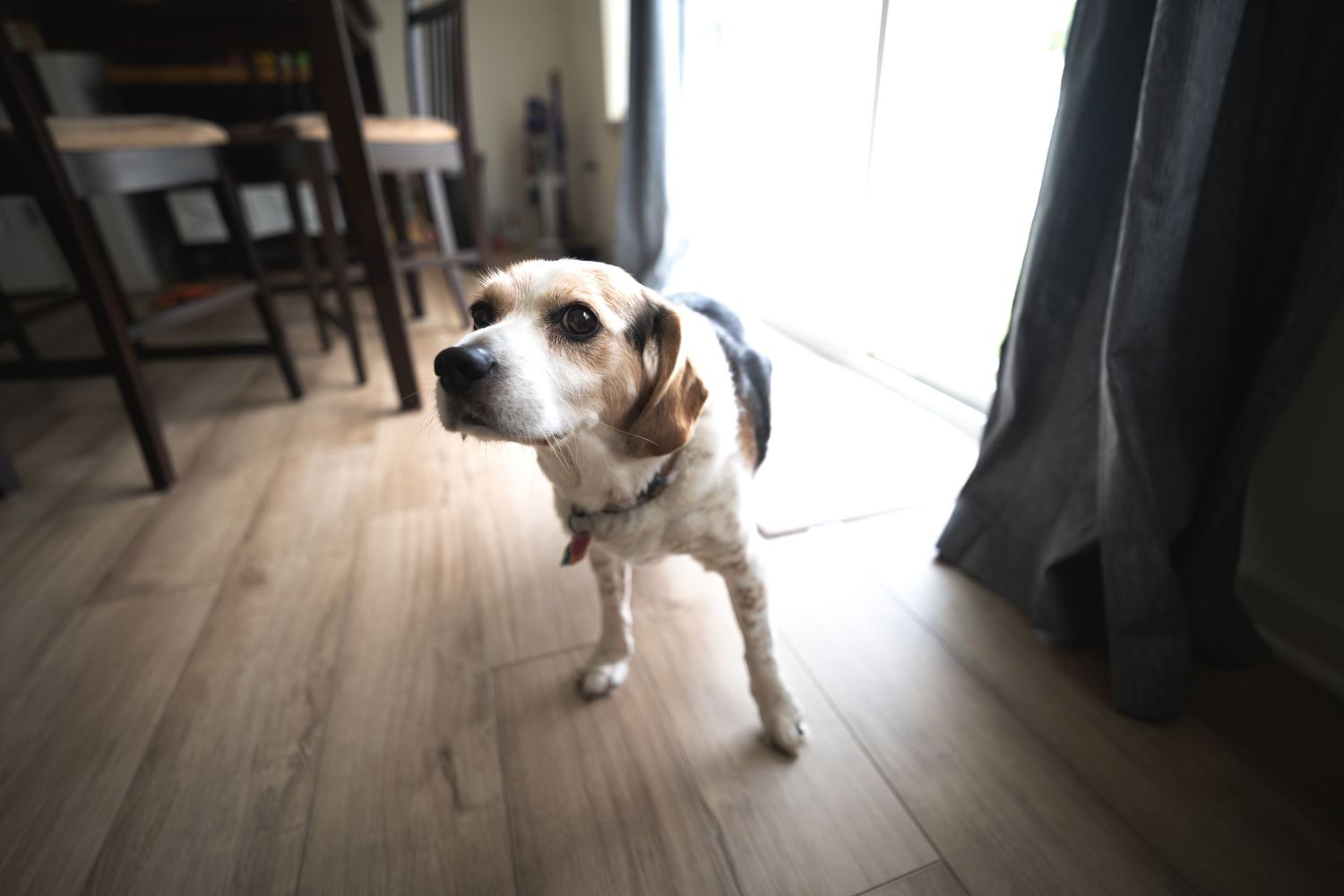 An elderly Beagle dog standing on hardwood floors inside a home near a sliding glass door and curtains.