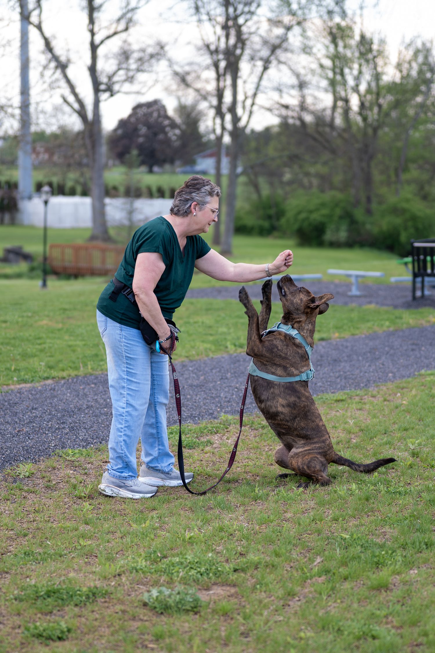 Woman in green shirt trains brindle dog to sit up on hind legs at outdoor park on leash.