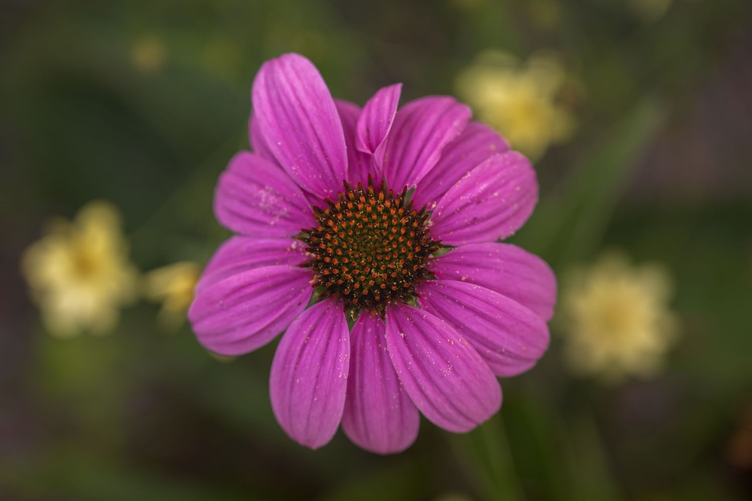 Close-up of a vibrant pink daisy flower with a brown center, surrounded by soft yellow blooms in the background.