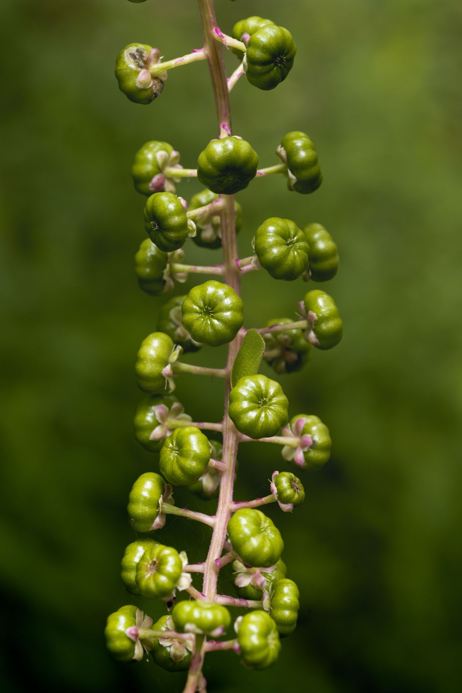 Close-up of green pokeweed berries growing on a pink stem against a blurred green background.