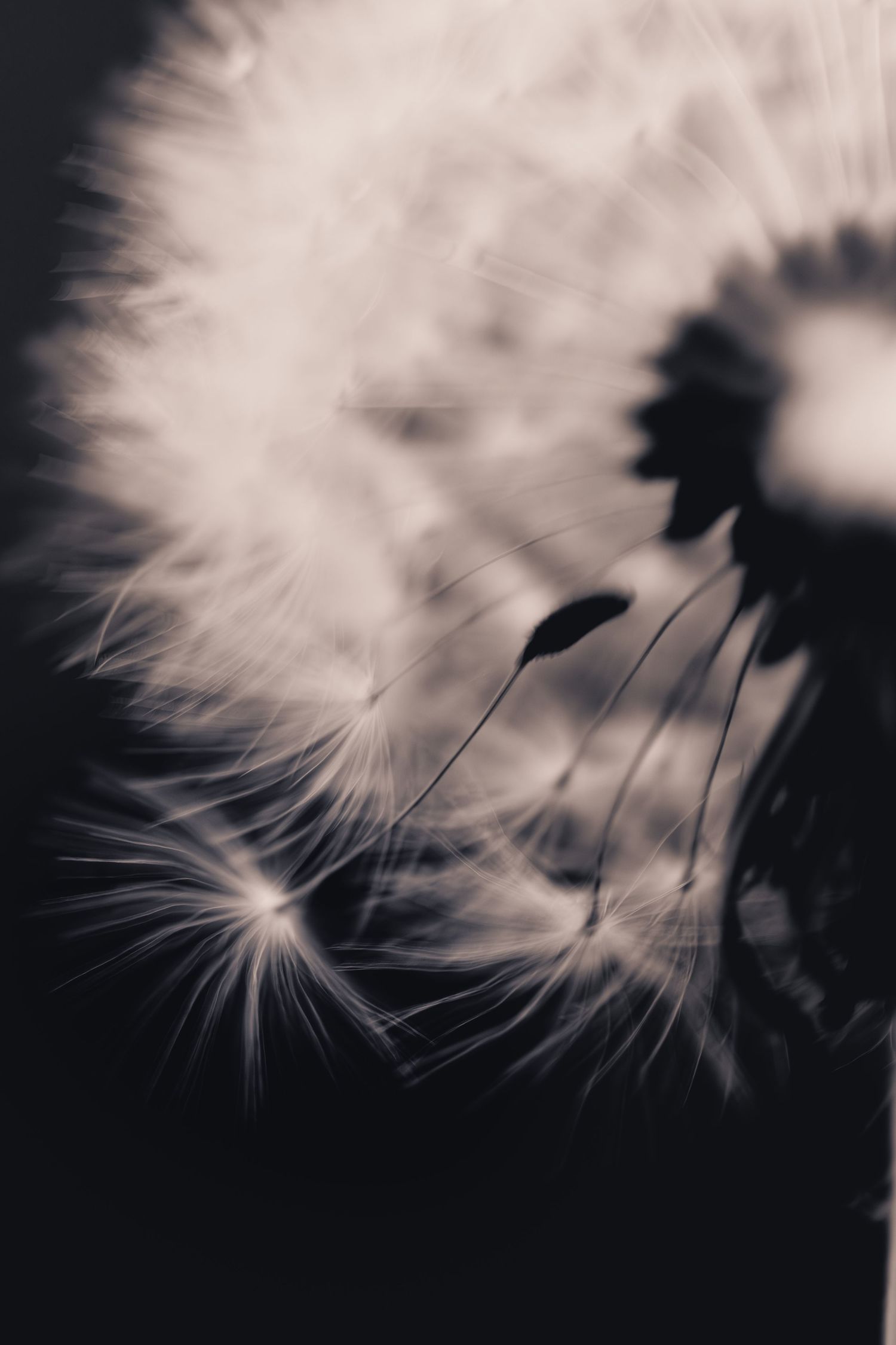 Close-up monochrome macro photo of a dandelion seed head with delicate wispy seeds against a dark background.