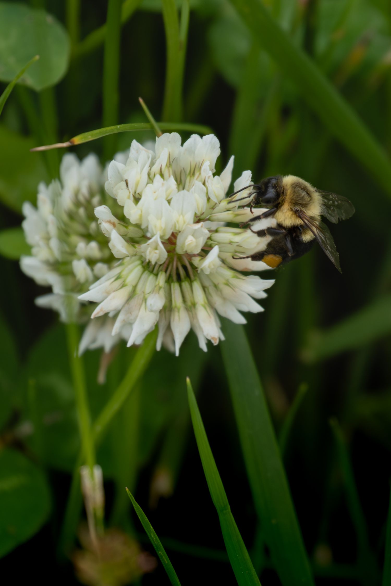 Bumble bee collecting nectar from a white clover flower surrounded by green foliage.