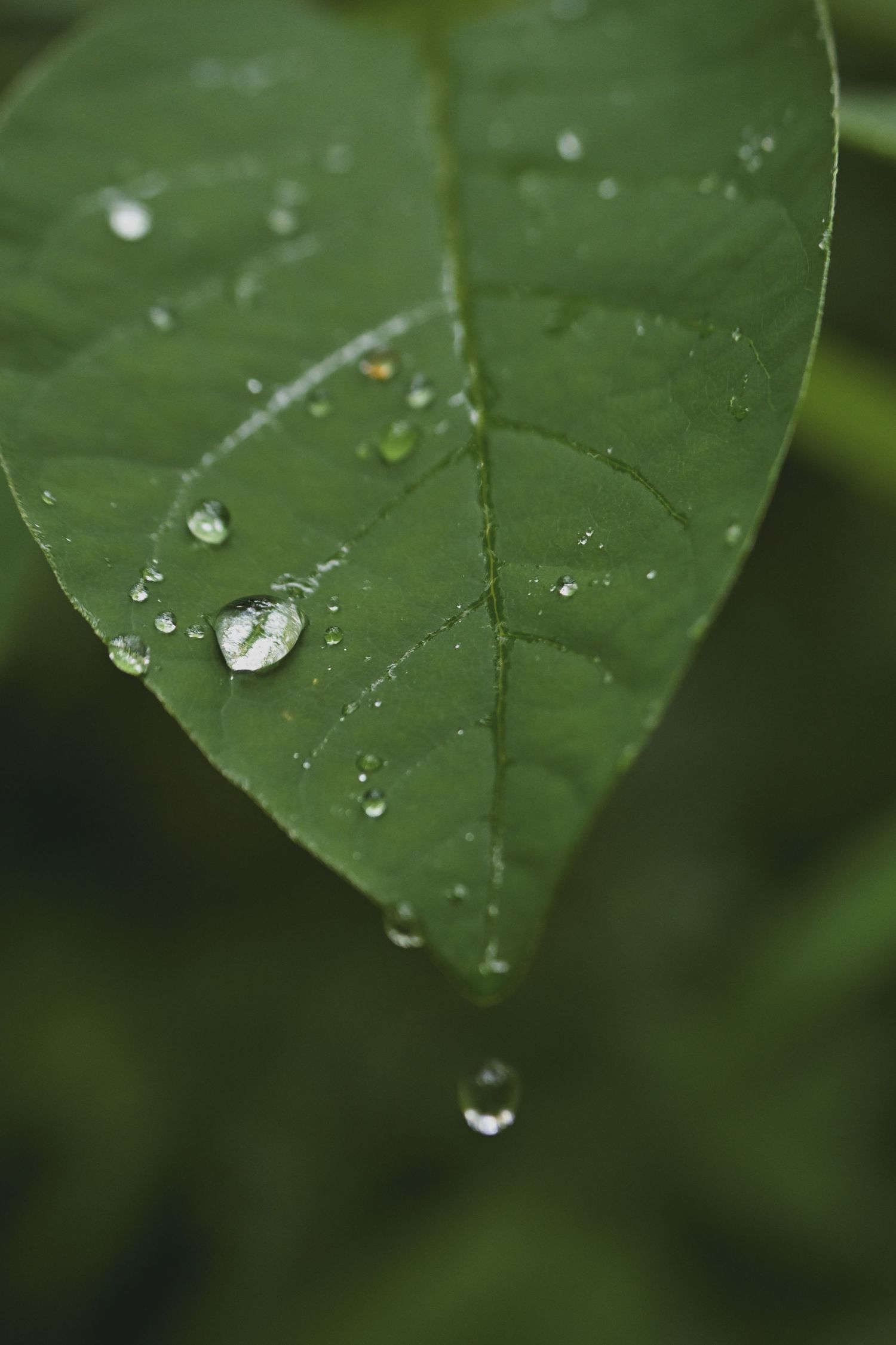 Close-up of a green leaf with glistening water droplets, one dripping from the tip, against a blurred green background.