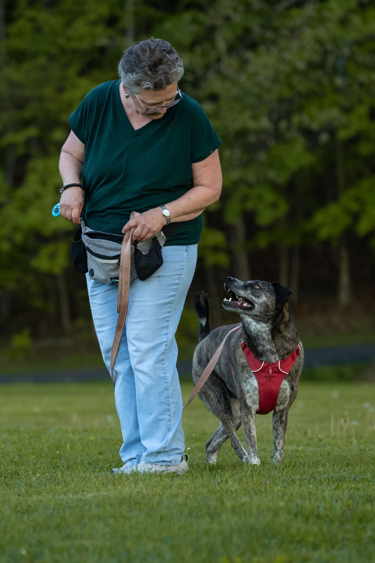 Woman in green shirt training a brindle dog on a red harness in a grassy park on a leash.
