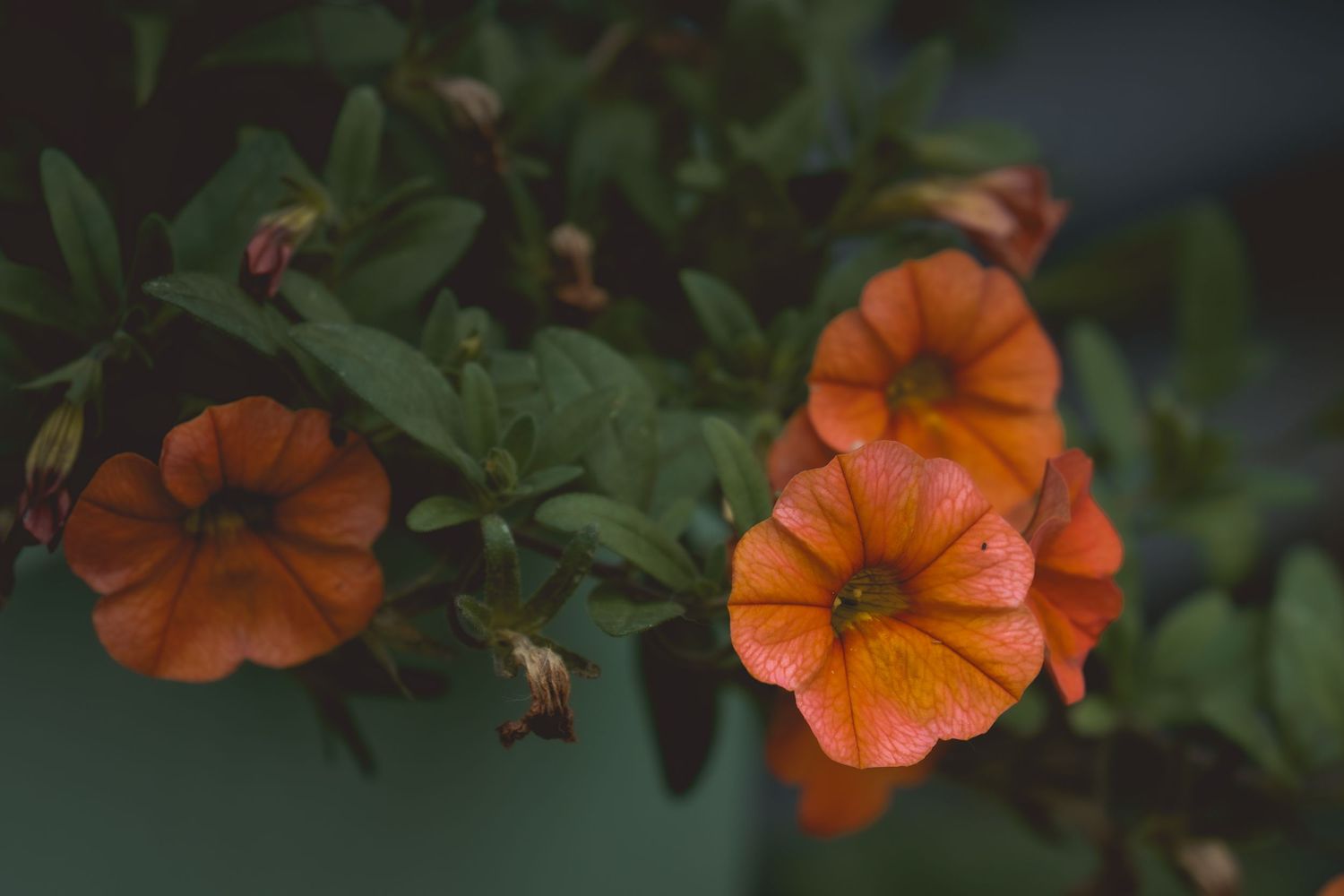 Close-up of vibrant orange petunia flowers with green leaves in a moody, dark-toned garden setting.