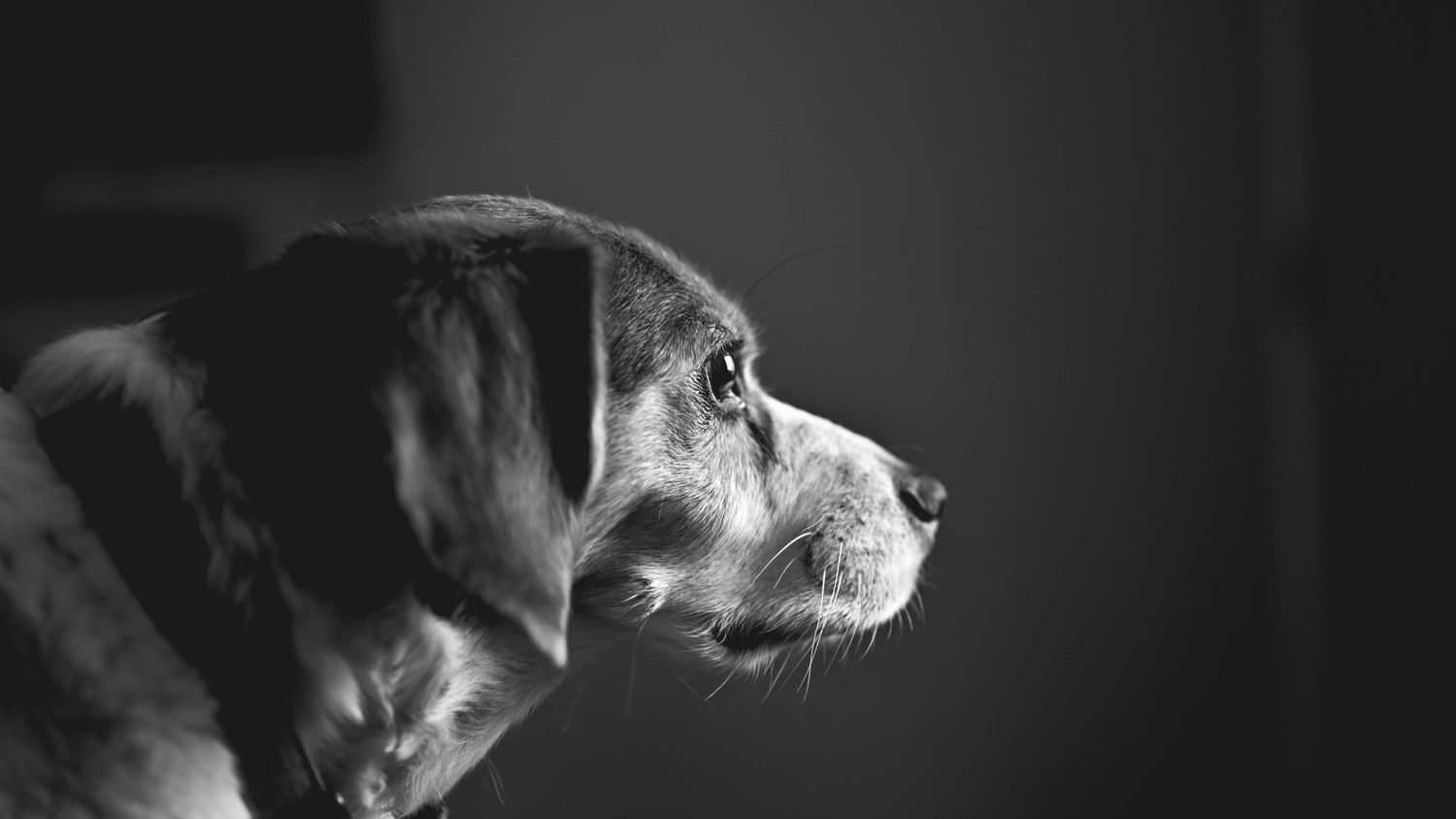 Profile view of senior dog in black and white with thoughtful expression.