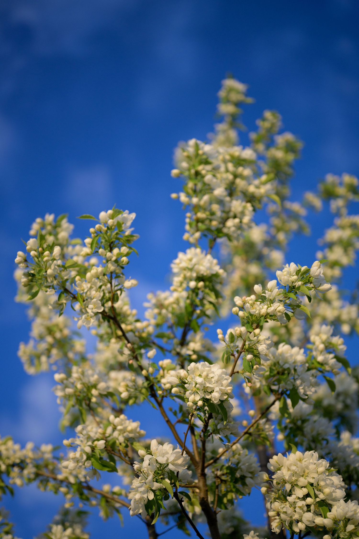 White spring blossoms on tree branches against a vivid blue sky with light clouds on a sunny day.