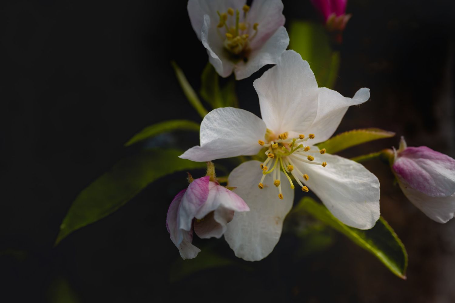 White cherry blossom flowers with yellow stamens blooming on a branch against a dark background.