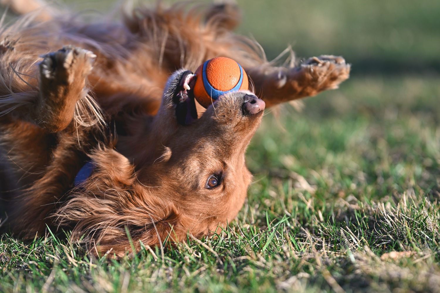 Golden retriever playing on grass with orange ball toy.