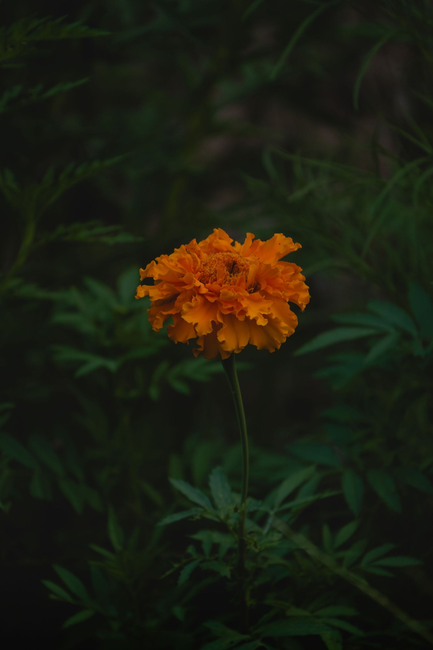 Vibrant orange marigold flower blooming against a dark, lush green foliage background in a garden setting.
