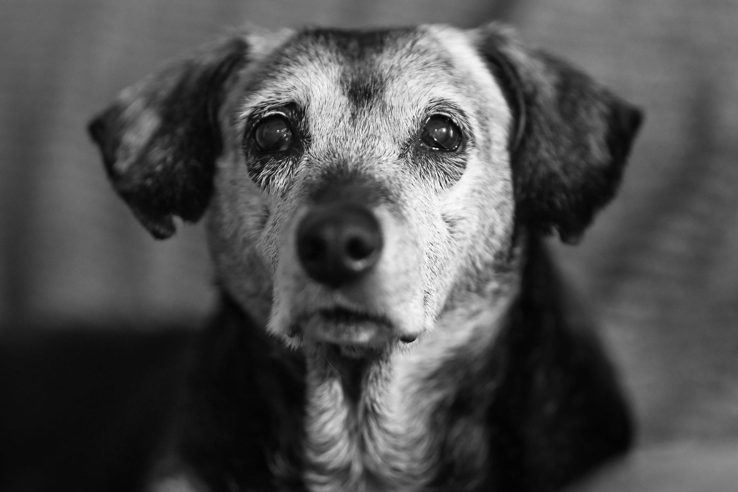 A senior black and white dog with soulful eyes gazes at the camera in a close-up black and white portrait.
