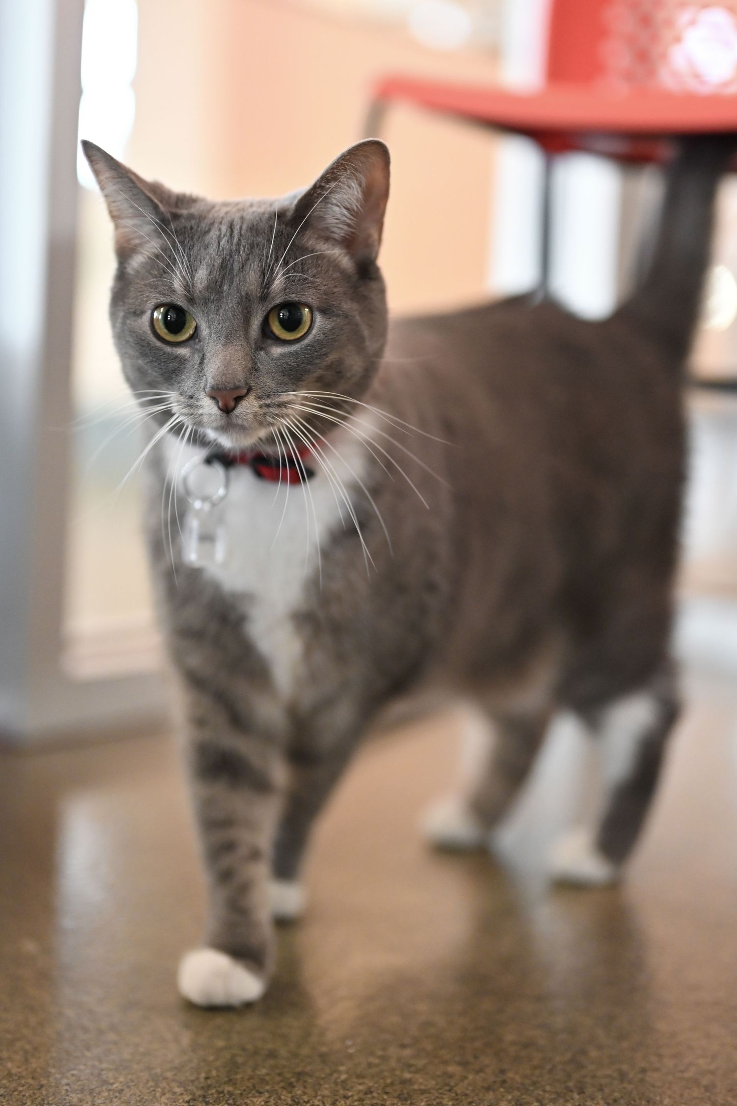 A grey and white cat with bright yellow eyes wearing a red collar walks across a hardwood floor in a home.