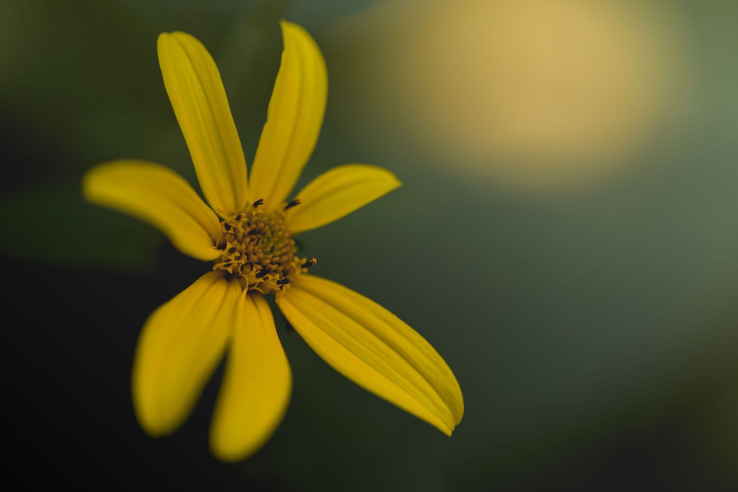 Close-up of a vibrant yellow wildflower with slender petals and a small center against a soft green bokeh background.