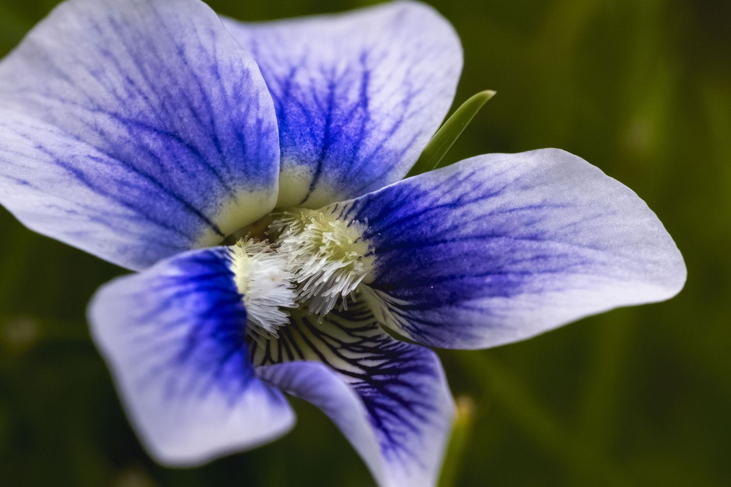 Close-up of a blue and white wildflower with delicate veined petals and a fuzzy white center against a green background.