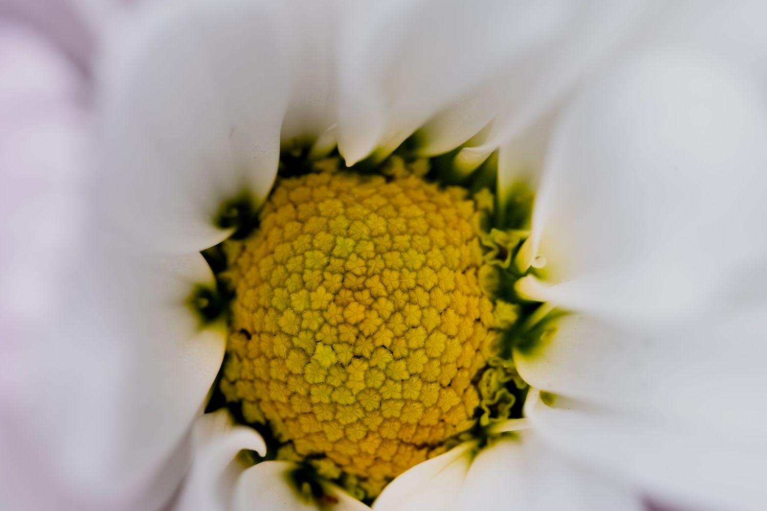 Close-up macro photo of a white daisy flower with a vibrant yellow pollen center and green details.