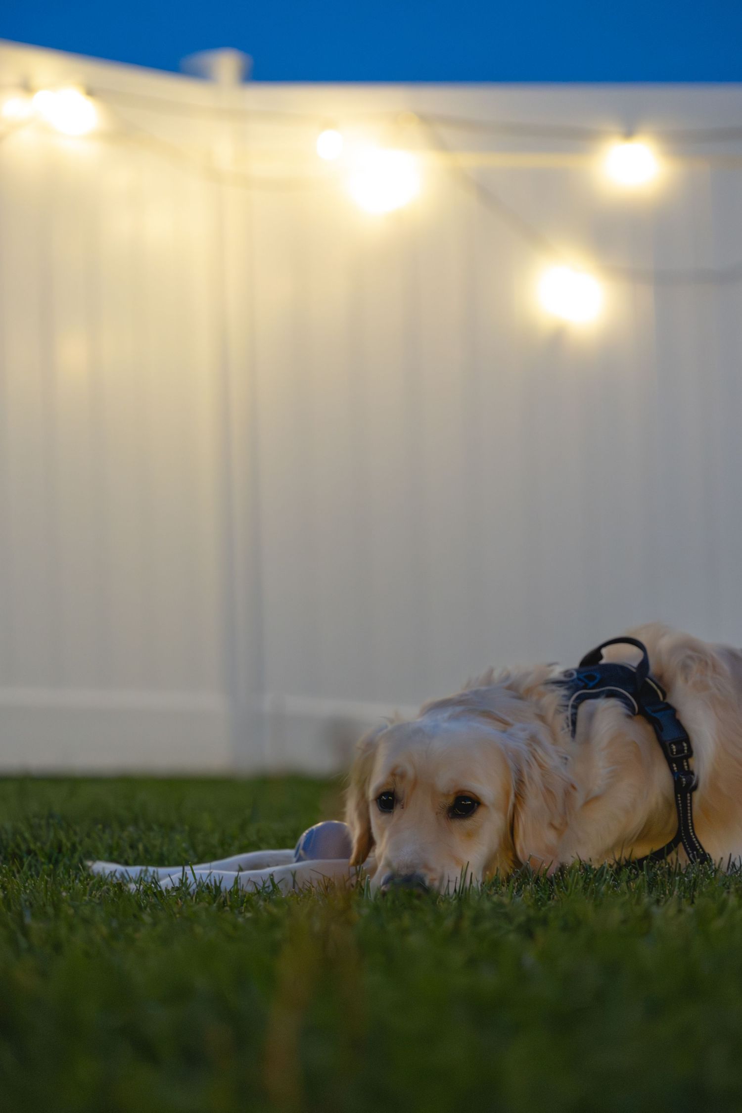 Golden retriever dog wearing a harness resting on green grass at dusk with string lights on white fence.