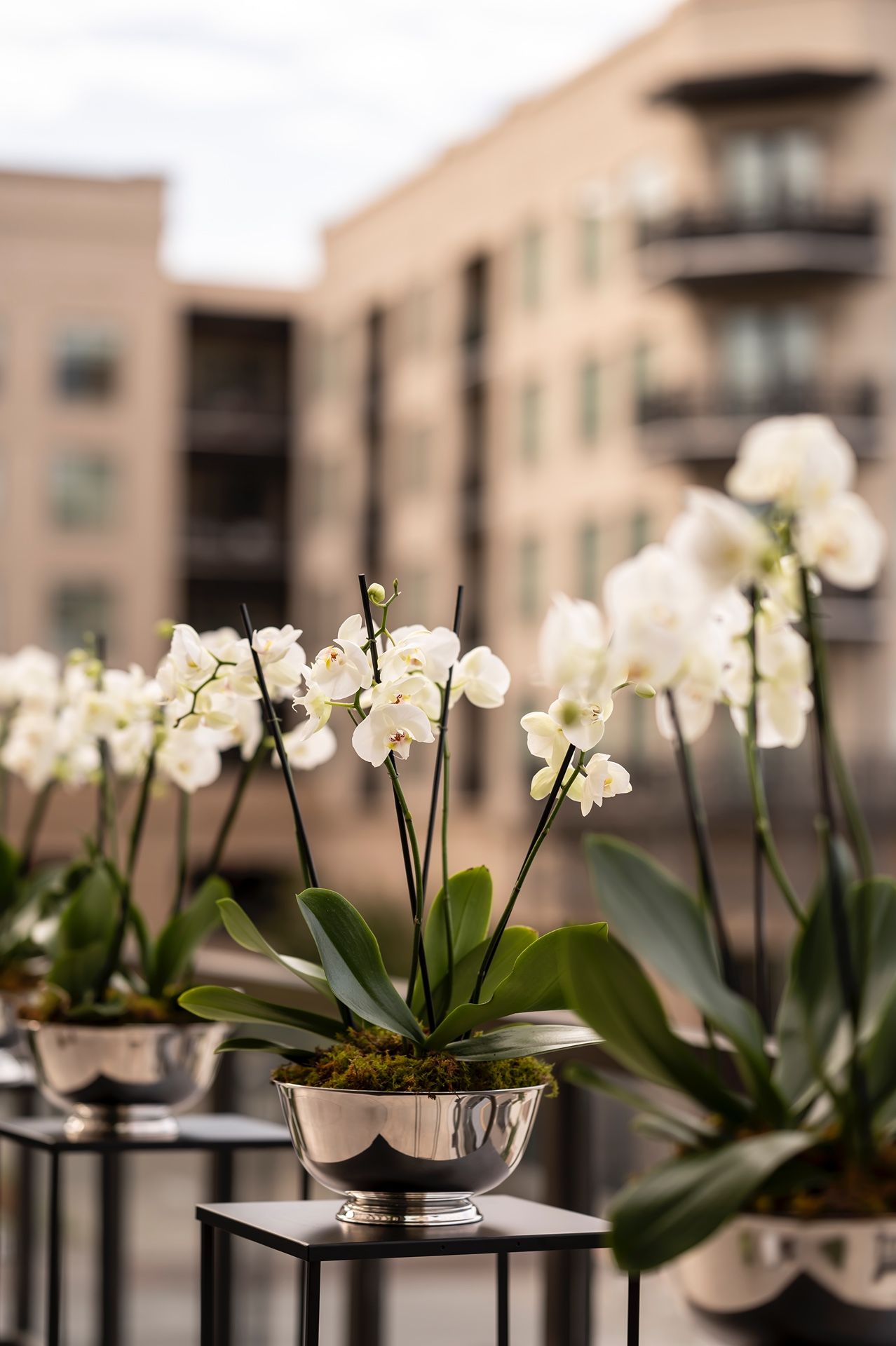 White orchid plants in silver bowls displayed on balcony stands with an apartment building visible in the background.