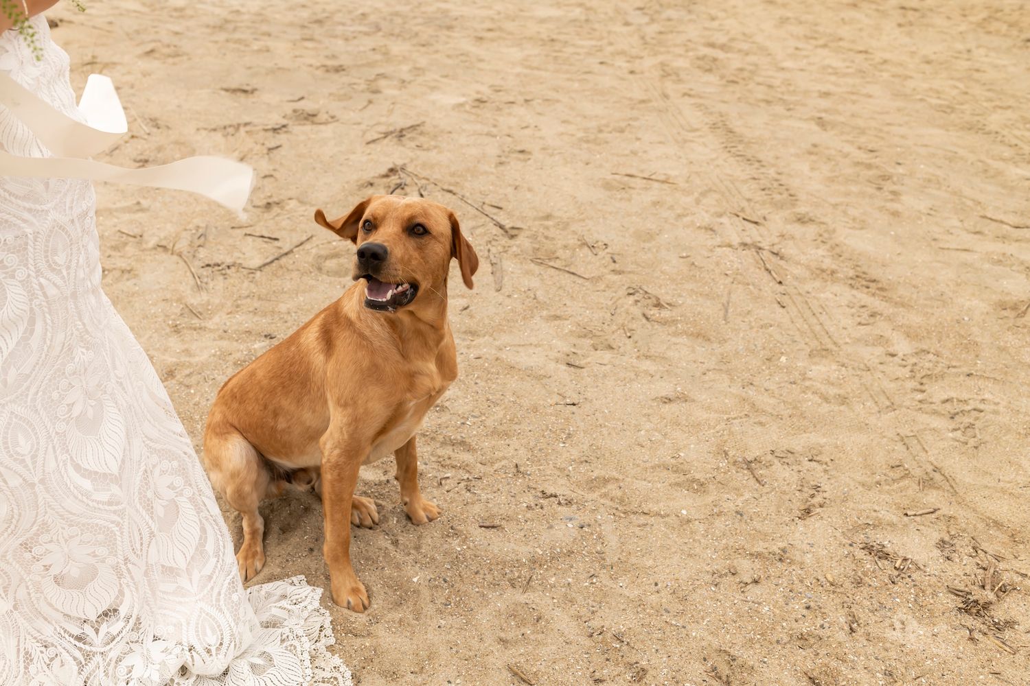 A brown dog sits attentively on the beach next to a flowing white dress.