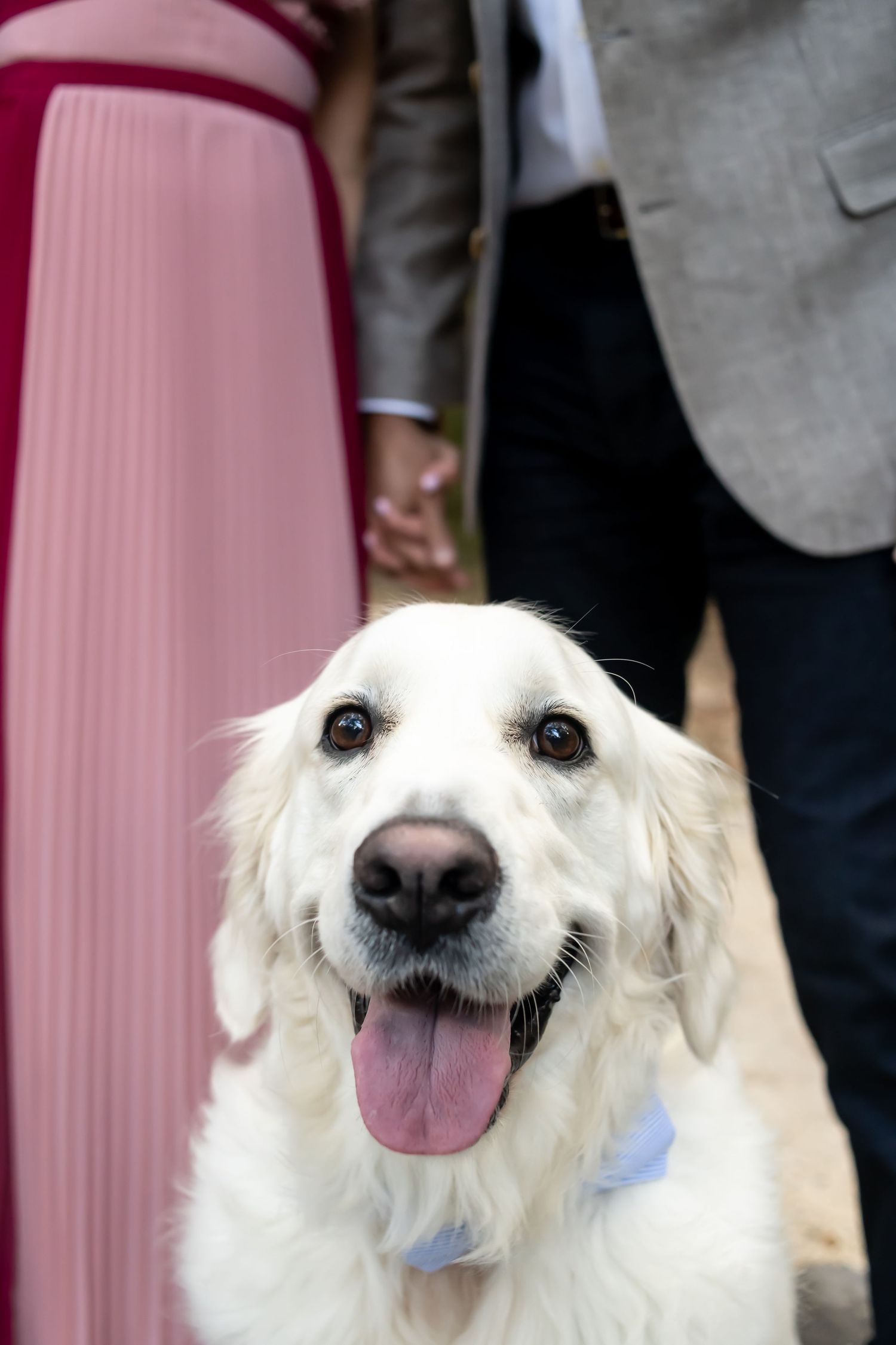 Happy white Golden Retriever with pink tongue out smiling at camera while wearing a light blue bandana.