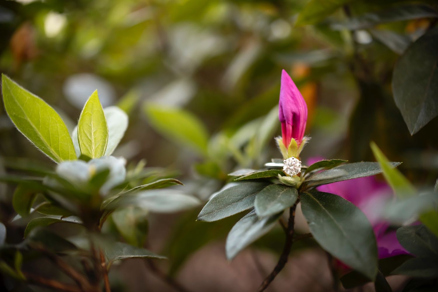Pink flower bud with dark green leaves in soft focus garden setting shows delicate botanical details.