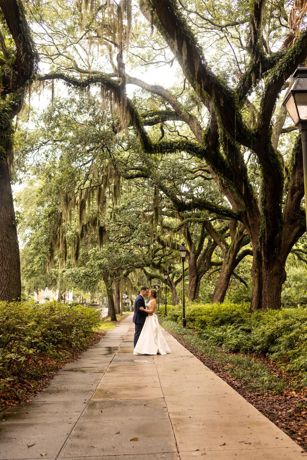 A long walkway lined with majestic oak trees draped in Spanish moss creates a romantic setting in a Southern garden.