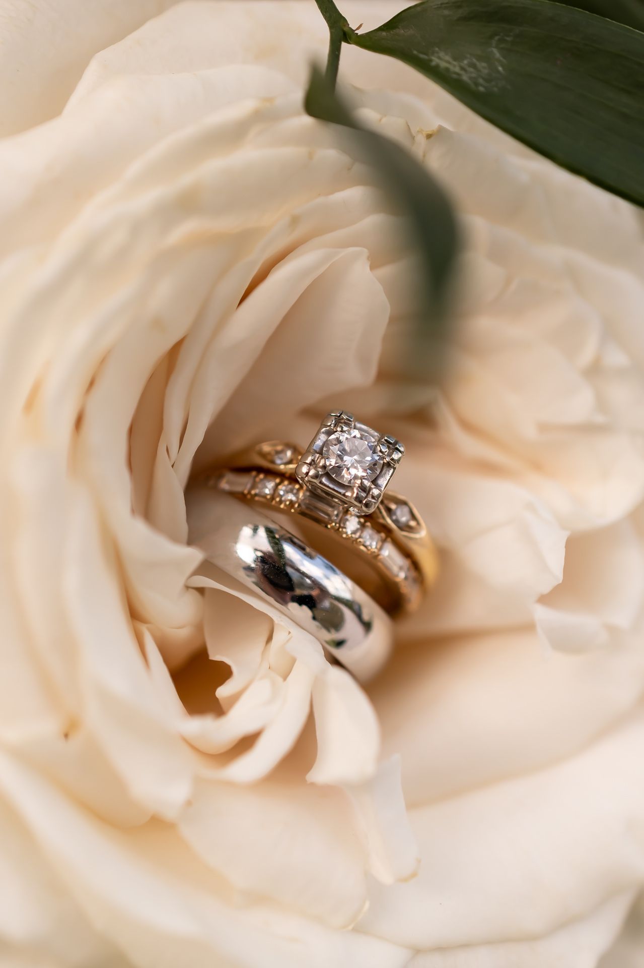 Diamond engagement ring and wedding band nestled in the petals of a cream-colored rose flower.