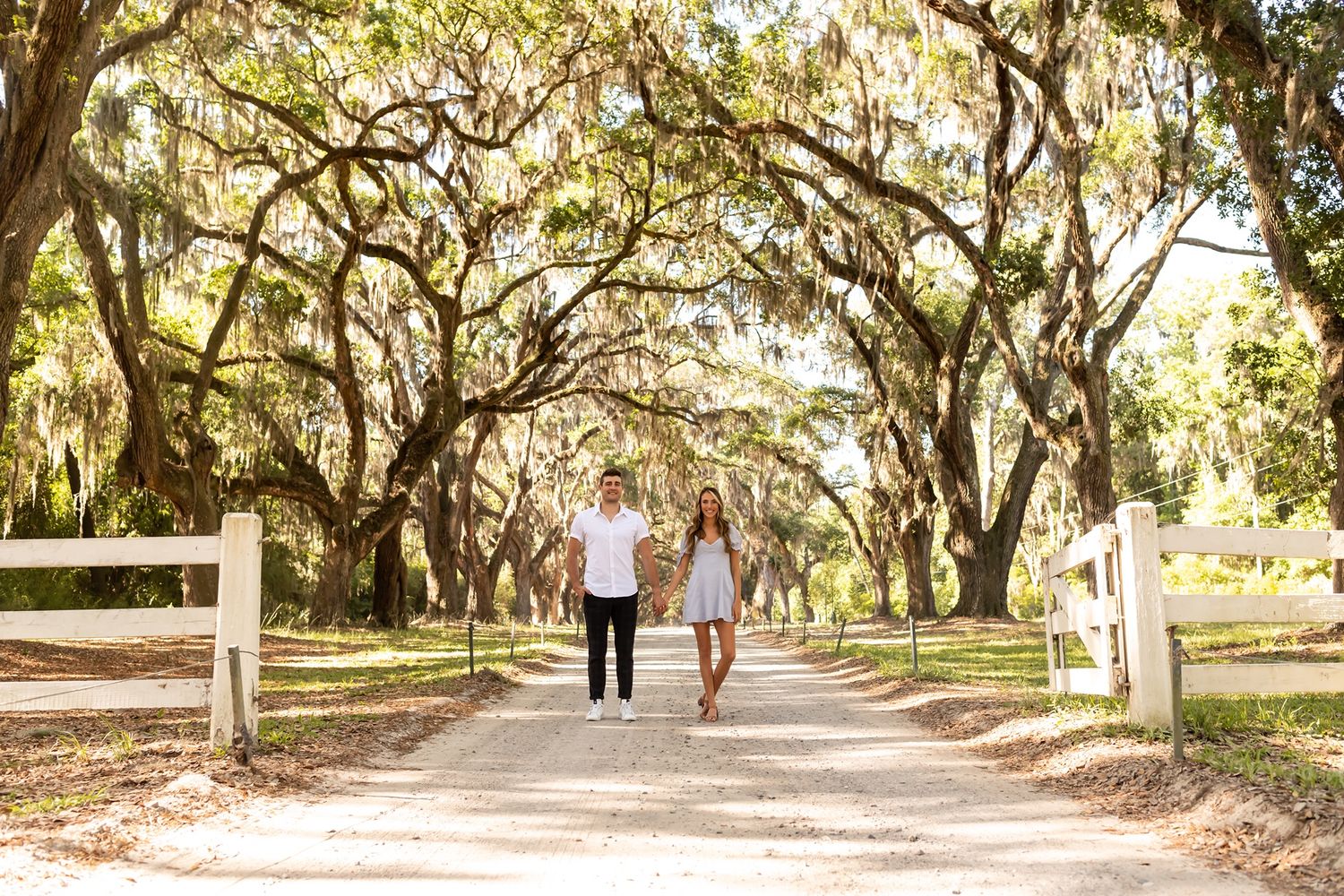 A tranquil tree-lined pathway with moss-draped oak trees creates a romantic natural archway in golden sunlight.