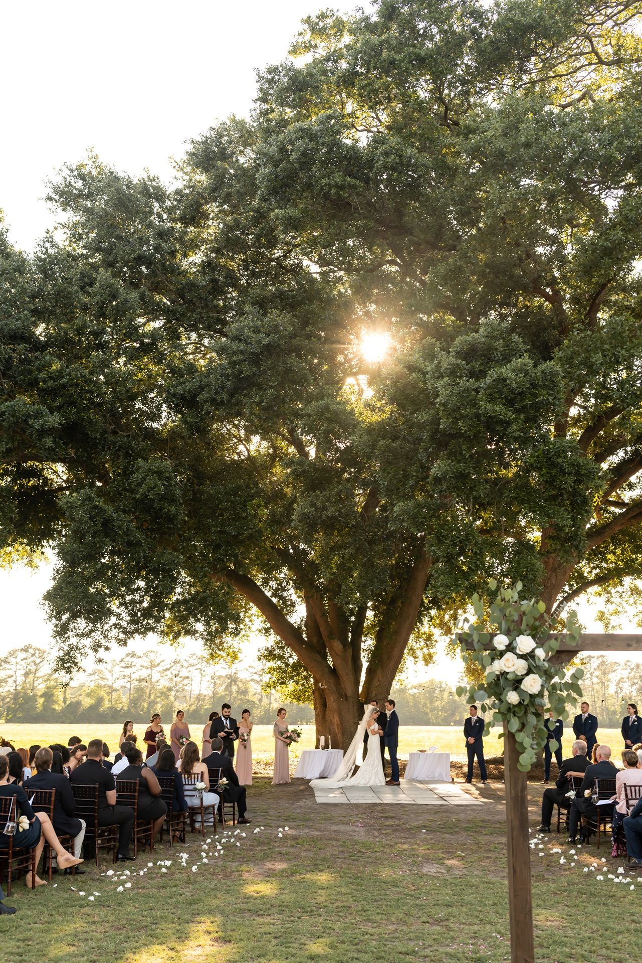An outdoor wedding ceremony setup under large oak trees with scattered flower petals along the aisle at golden hour.