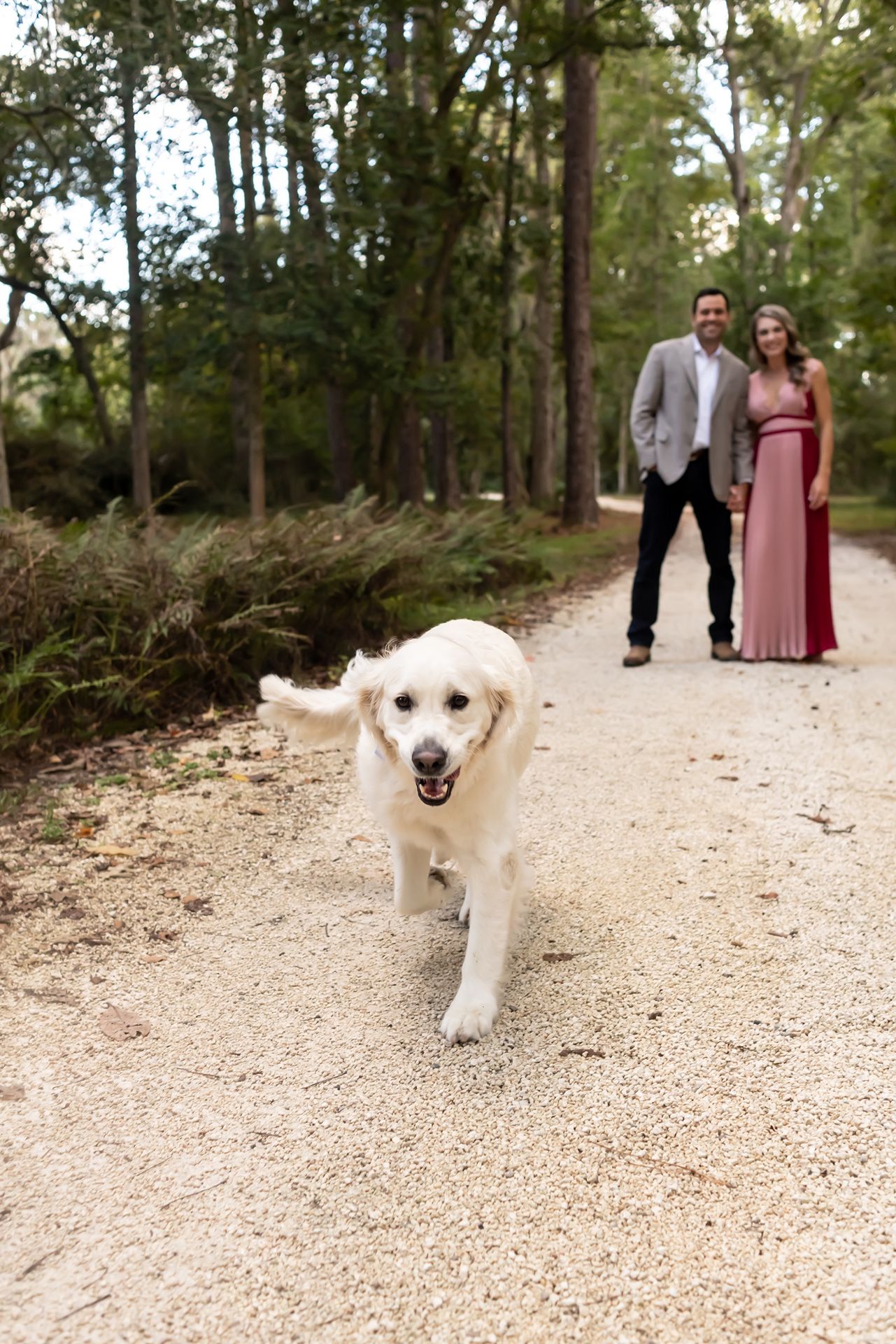A white goldendoodle puppy runs playfully on a gravel path while a couple walks in the background on a sunny day.