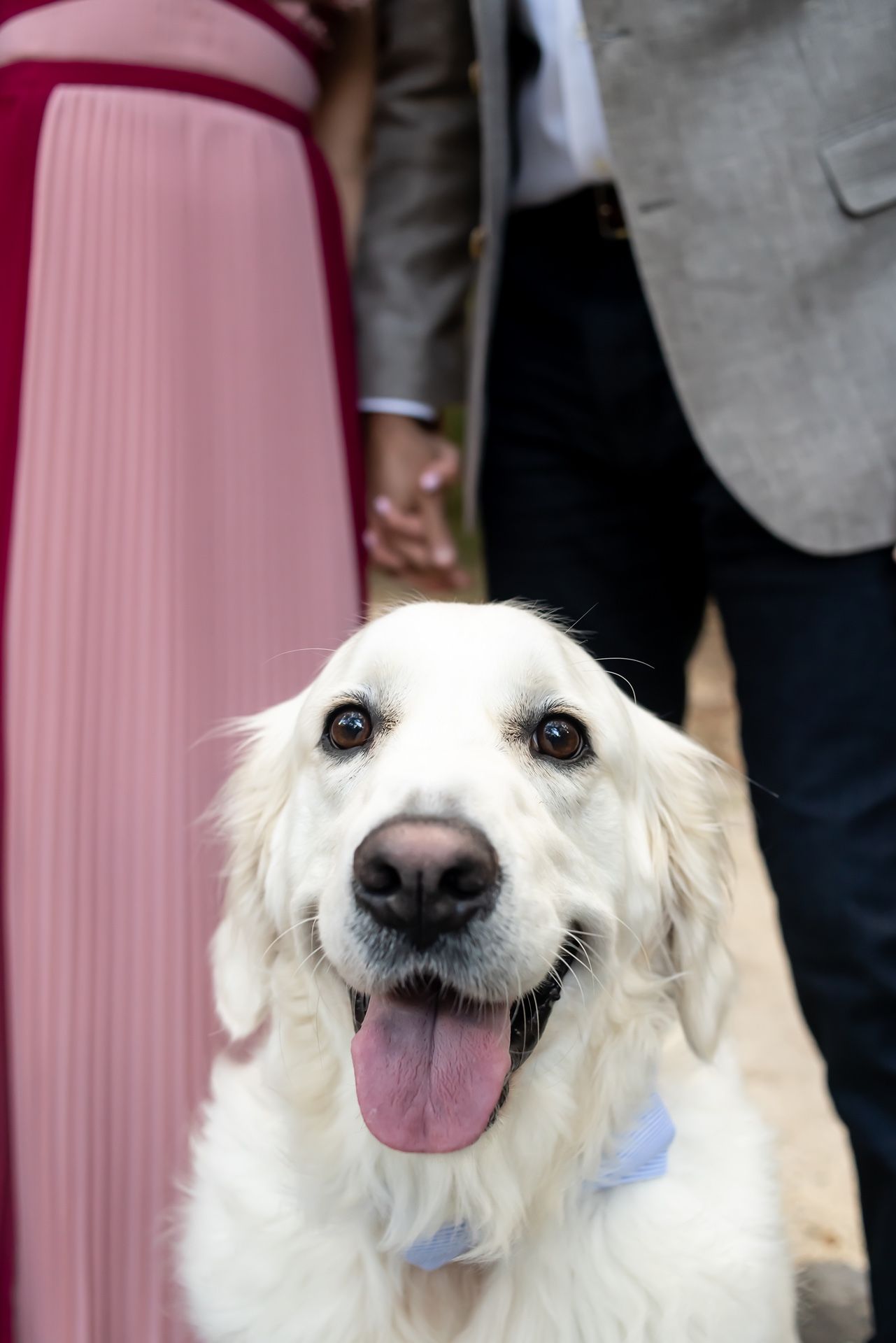 A happy white dog with pink tongue out smiles warmly in multiple similar poses against a pink background.