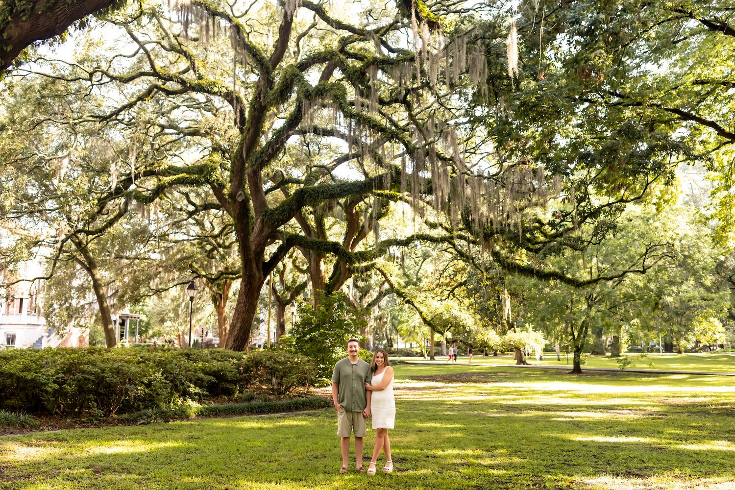 Panoramic view of a scenic park with large oak trees creating a natural canopy over an expansive green lawn.