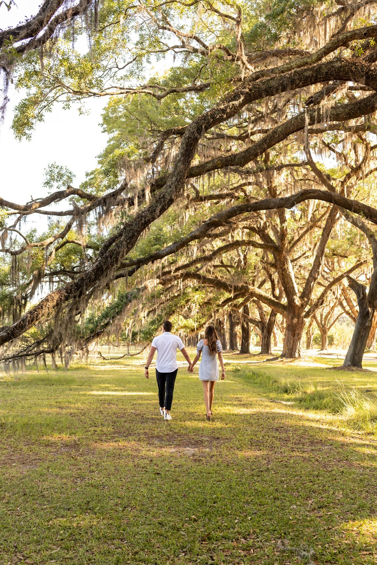Two individuals stroll along a scenic path beneath majestic oak trees draped in Spanish moss during golden hour.
