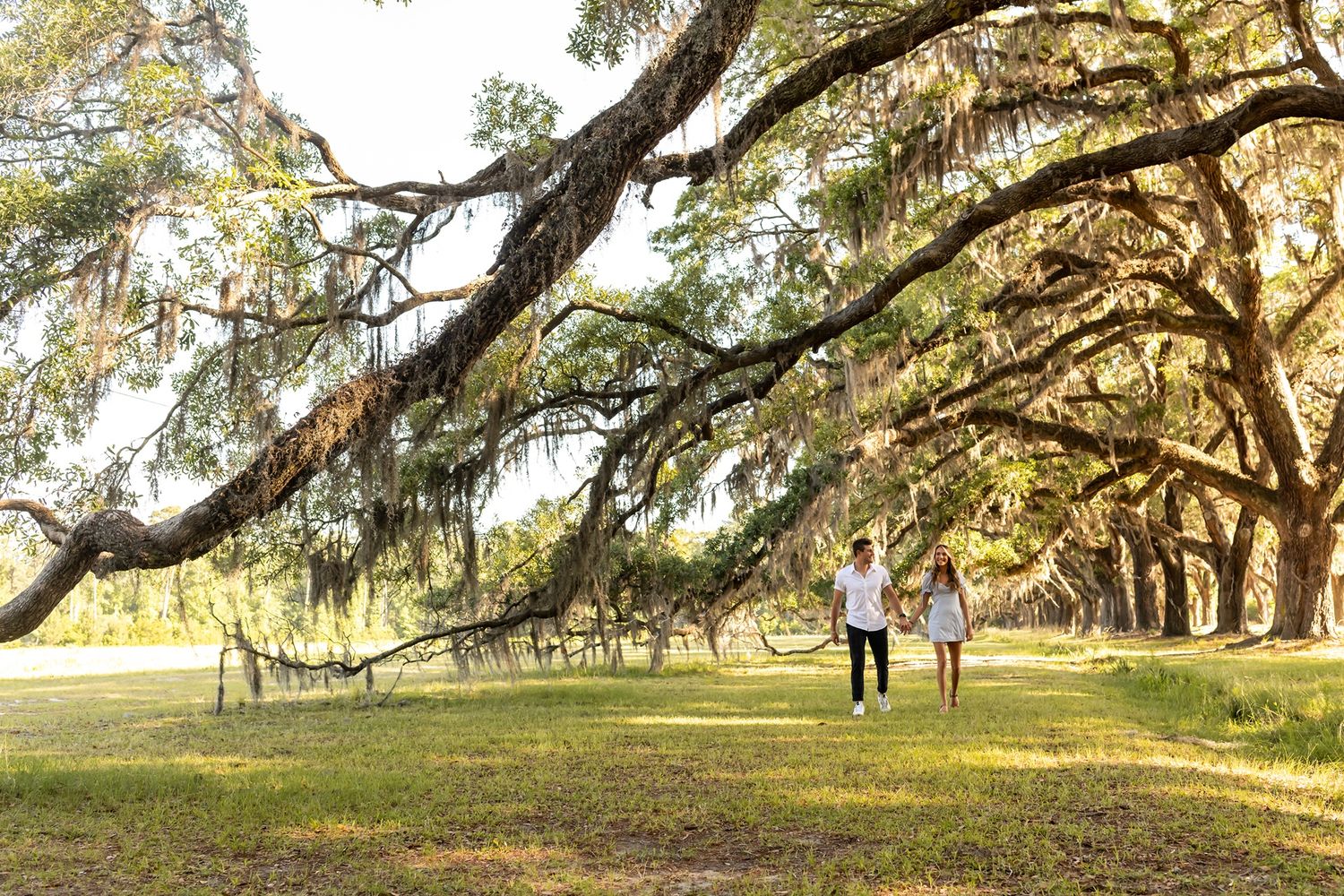 Sun-dappled Spanish moss hangs from gnarled oak tree branches creating a dreamy natural canopy in a serene park setting.