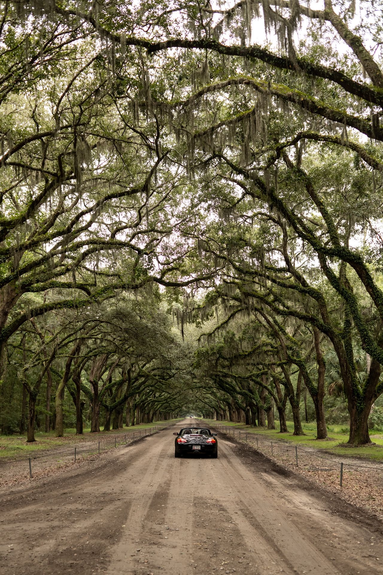 A black car drives down a dirt road lined with towering oak trees draped in Spanish moss creating a natural canopy arch.
