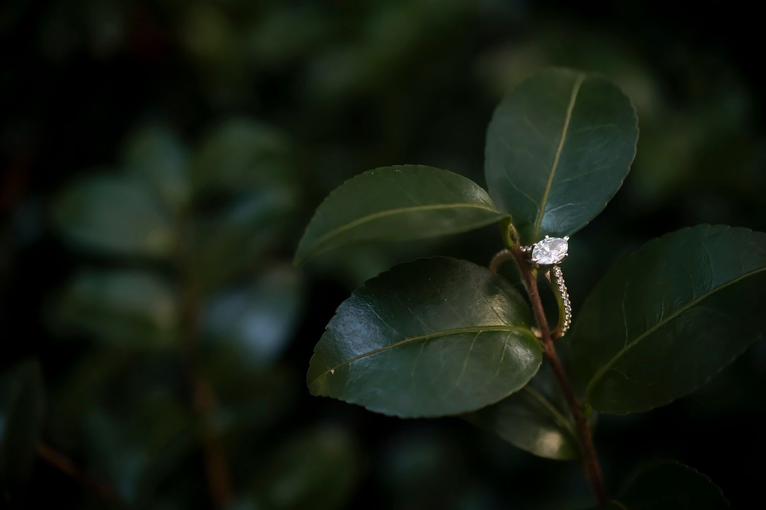 Seven sequential macro photos of dew drops on green leaves reflecting sunlight on dark background.